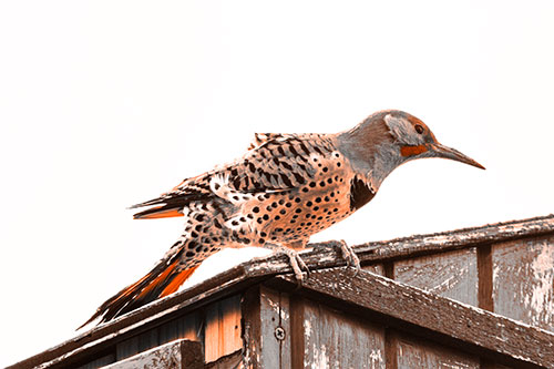 Northern Flicker Woodpecker Crouching Atop Birdhouse (Orange Tone Photo)