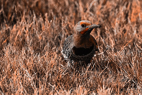 Northern Flicker Woodpecker Digging Up Dirt (Orange Tone)