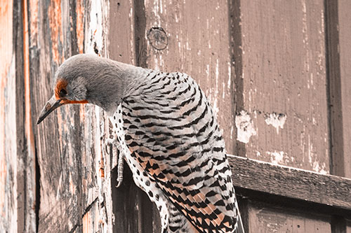Northern Flicker Woodpecker Peeking Around Birdhouse (Orange Tone Photo)