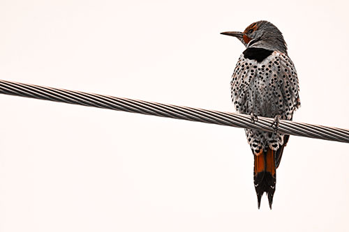 Northern Flicker Woodpecker Perched Atop Steel Wire (Orange Tone Photo)
