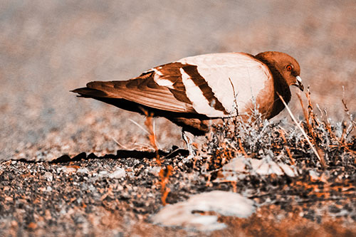 Observant Pigeon Scouring Among Dead Plants (Orange Tone)