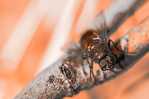 Open Mouthed Blow Fly Looking Above (Orange Tone Photo)
