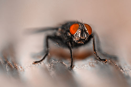Open Mouthed Cluster Fly Shocked With Fear (Orange Tone)