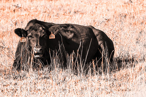 Open Mouthed Cow Resting On Grass (Orange Tone)