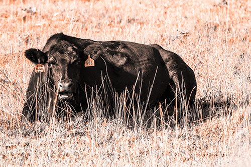 Open Mouthed Cow Resting On Grass (Orange Tone Photo)