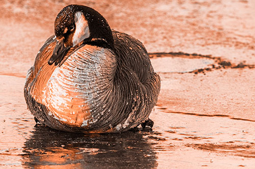 Open Mouthed Goose Laying Atop Ice Frozen River (Orange Tone Photo)