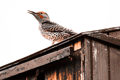 Open Mouthed Northern Flicker Woodpecker (Orange Tone Photo)