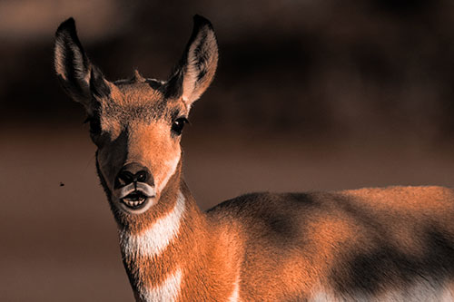 Open Mouthed Pronghorn Gazes In Shock (Orange Tone Photo)