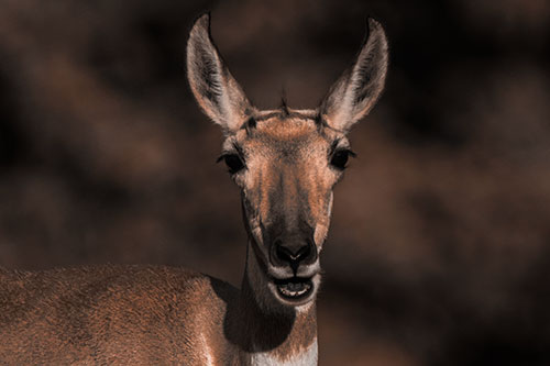 Open Mouthed Pronghorn Spots Intruder (Orange Tone Photo)