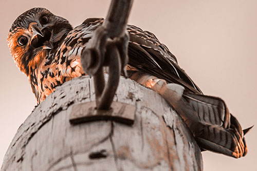 Open Mouthed Red Tailed Hawk Squawking Downward (Orange Tone)