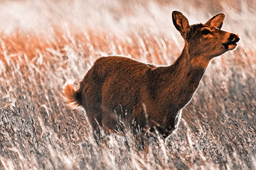 Open Mouthed White Tailed Deer Among Wheatgrass (Orange Tone Photo)
