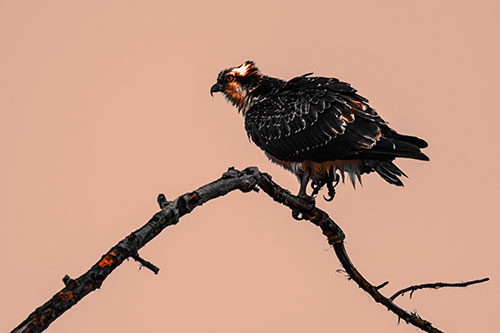 Osprey Hawk Balancing Among Bending Tree Branch (Orange Tone)