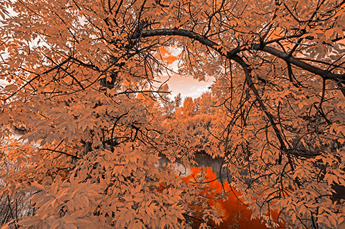 Overlooking River Through Bending Leaf Covered Autumn Tree Branch (Orange Tone)
