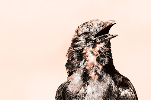 Panting Open Mouthed Crow Cooling Down Among Heat (Orange Tone)