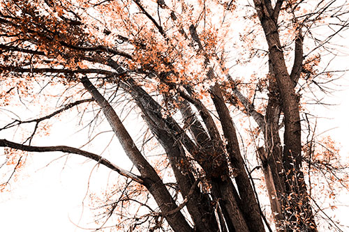 Partially Dead Fall Tree Trunks (Orange Tone Photo)