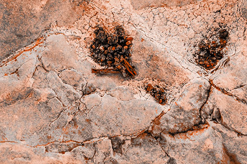 Pebble Eyed Rock Face Cracking Smile (Orange Tone)