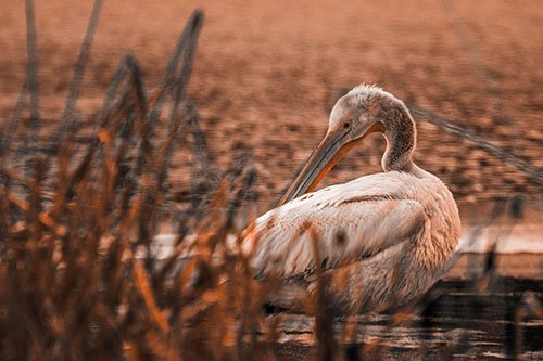Pelican Grooming Beyond Water Reed Grass (Orange Tone Photo)