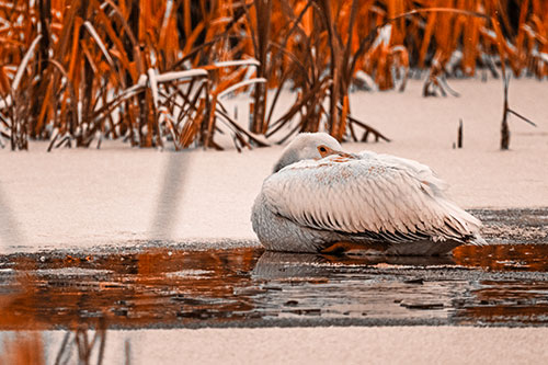 Pelican Resting Atop Ice Frozen Lake (Orange Tone Photo)