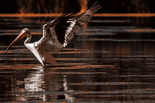 Pelican Takes Flight Off Lake Water (Orange Tone Photo)