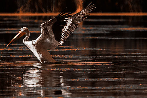 Pelican Takes Flight Off Lake Water (Orange Tone)
