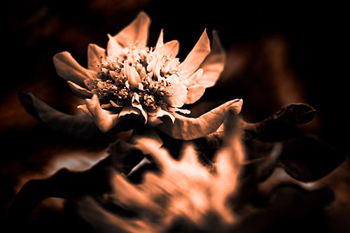 Peony Flower In Motion (Orange Tone Photo)
