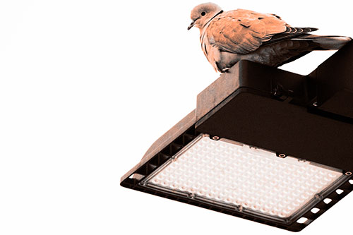 Perched Collared Dove Atop Light Pole (Orange Tone Photo)