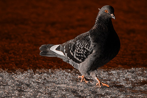 Pigeon Crosses Shadow Covered River Ice (Orange Tone Photo)