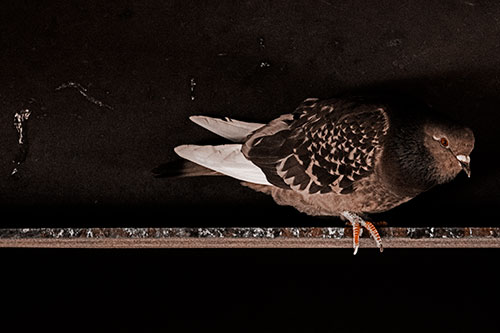 Pigeon Crouching On Steel Beam (Orange Tone Photo)