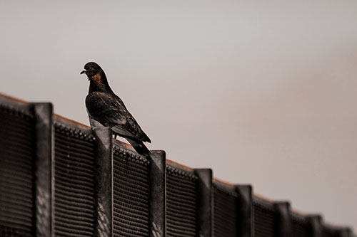 Pigeon Standing Atop Steel Guardrail (Orange Tone Photo)
