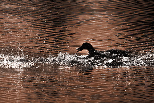 Playful Mallard Duck Gets Splashed Among Lake Horizon (Orange Tone)