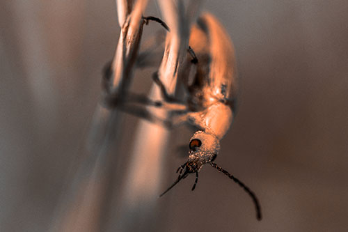Pollen Faced Blister Beetle Hangs Onto Plant Stem (Orange Tone)