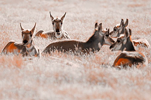 Pronghorn Herd Rest Among Grass (Orange Tone Photo)
