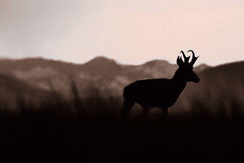 Pronghorn Silhouette Across Mountain Range (Orange Tone Photo)