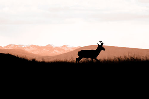 Pronghorn Silhouette On The Prowl (Orange Tone Photo)