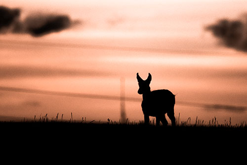 Pronghorn Silhouette Watches Sunset Atop Grassy Hill (Orange Tone Photo)