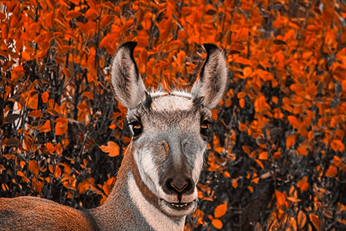 Pronghorn Snacking Among Autumn Leaves (Orange Tone Photo)