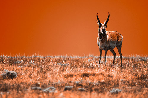 Pronghorn Standing Along Grassy Horizon (Orange Tone Photo)