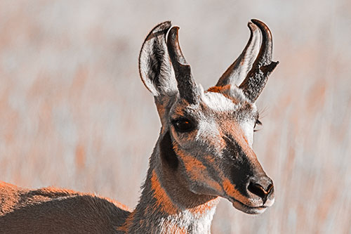 Pronghorn Watching Surroundings Among Sunlight (Orange Tone)