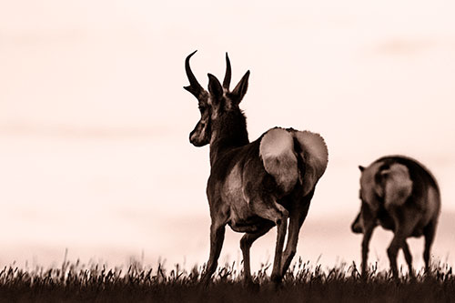 Pronghorns Begin Sprinting Towards Herd (Orange Tone Photo)