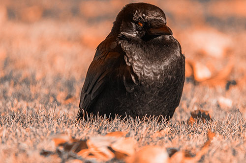 Puffy Crow Standing Guard Among Leaf Covered Grass (Orange Tone Photo)
