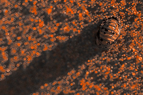 Pupa Convergent Lady Beetle Casts Shadow Among Sparkles (Orange Tone Photo)