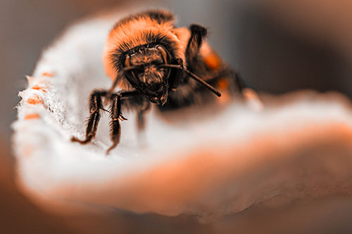 Red Belted Bumble Bee Crawling Flower Petal Edge (Orange Tone Photo)