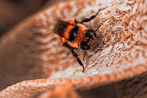 Red Belted Bumble Bee Standing Among Inclined Petal (Orange Tone Photo)