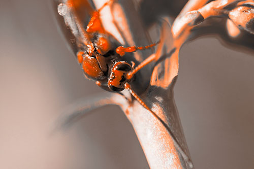 Red Wasp Crawling Down Flower Stem (Orange Tone Photo)
