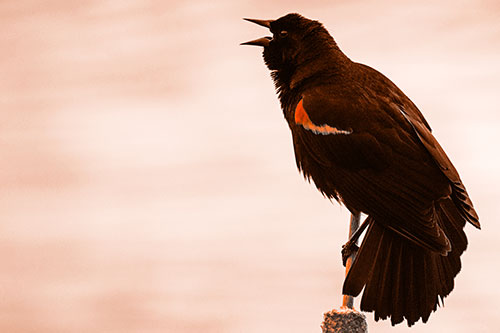 Red Winged Blackbird Singing Atop Cattail Branch (Orange Tone)
