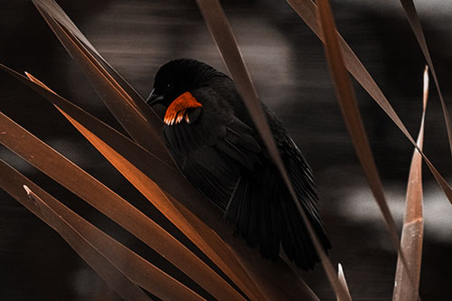 Red Winged Blackbird Watching Atop Water Reed Grass (Orange Tone Photo)