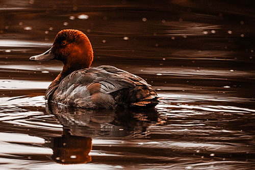 Redhead Duck Floating Atop Lake Water (Orange Tone Photo)