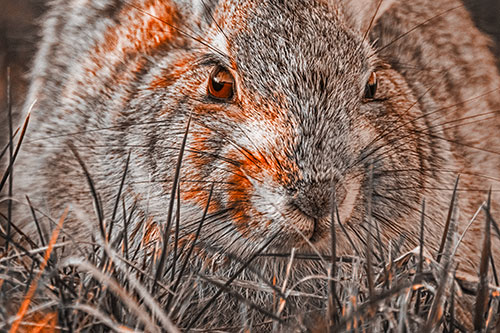 Resting Bunny Rabbit Watches Closely Among Grass Blades (Orange Tone)