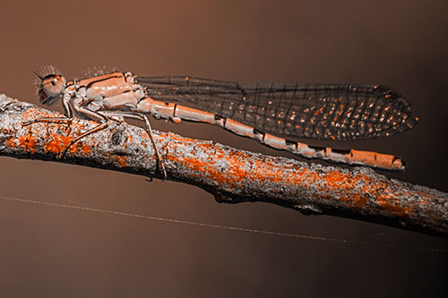 Resting Damselfly Spread Across Branch (Orange Tone)