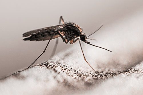 Resting Mosquito Awaits Warmth Among Sunlight (Orange Tone)